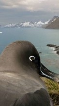 Lade kostenlos Hintergrundbilder Tiere,Vögel,Seagulls für Handy oder Tablet herunter.