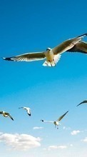 Lade kostenlos Hintergrundbilder Seagulls,Vögel,Tiere für Handy oder Tablet herunter.