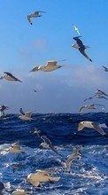 Seagulls,Vögel,Tiere für Sony Ericsson Xperia X10 mini