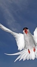 Seagulls,Vögel,Tiere für LG G Pad 8.0 V490
