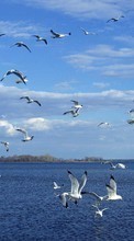 Lade kostenlos Hintergrundbilder Seagulls,Vögel,Tiere für Handy oder Tablet herunter.