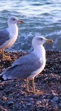 Lade kostenlos Hintergrundbilder Tiere,Vögel,Seagulls für Handy oder Tablet herunter.