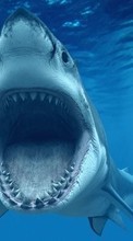 Lade kostenlos Hintergrundbilder Tiere,Sea,Sharks,Fische für Handy oder Tablet herunter.