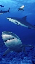Lade kostenlos Hintergrundbilder Tiere,Wasser,Sharks,Fische für Handy oder Tablet herunter.