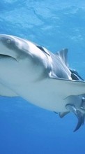 Lade kostenlos Hintergrundbilder Tiere,Sharks,Fische für Handy oder Tablet herunter.