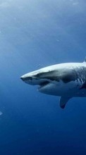 Lade kostenlos Hintergrundbilder Sharks,Tiere für Handy oder Tablet herunter.