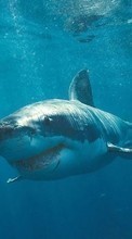 Lade kostenlos Hintergrundbilder Sharks,Tiere für Handy oder Tablet herunter.