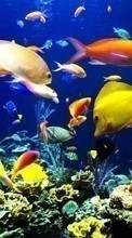 Aquarien,Fische,Tiere für Sony Ericsson Xperia mini pro