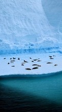 Lade kostenlos 320x480 Hintergrundbilder Landschaft,Winterreifen,Antarktis, Arktis für Handy oder Tablet herunter.