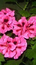 Lade kostenlos Hintergrundbilder Pflanzen,Blumen,Stiefmütterchen für Handy oder Tablet herunter.