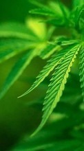 Pflanzen,Marijuana,Cannabis für HTC Desire 200