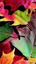 Lade kostenlos 128x160 Hintergrundbilder Pflanzen,Hintergrund,Herbst,Blätter für Handy oder Tablet herunter.