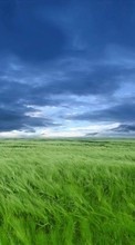 Lade kostenlos 1080x1920 Hintergrundbilder Landschaft,Grass,Sky,Kunst für Handy oder Tablet herunter.
