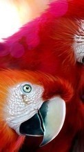 Lade kostenlos 360x640 Hintergrundbilder Tiere,Vögel,Kunst,Papageien,Bilder für Handy oder Tablet herunter.