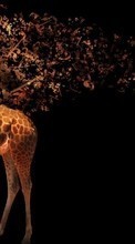 Lade kostenlos Hintergrundbilder Tiere,Hintergrund,Fotokunst,Giraffen für Handy oder Tablet herunter.