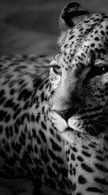 Tiere,Fotokunst,Leopards