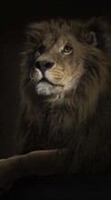 Lade kostenlos Hintergrundbilder Tiere,Fotokunst,Lions für Handy oder Tablet herunter.
