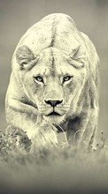 Lade kostenlos Hintergrundbilder Tiere,Fotokunst,Lions für Handy oder Tablet herunter.