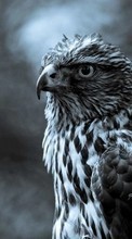 Lade kostenlos Hintergrundbilder Tiere,Vögel,Fotokunst,Falcons für Handy oder Tablet herunter.