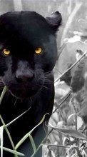 Tiere,Fotokunst,Panthers für HTC Wildfire