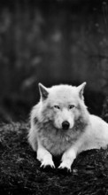 Lade kostenlos Hintergrundbilder Tiere,Wölfe,Fotokunst für Handy oder Tablet herunter.
