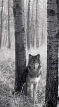 Lade kostenlos 360x640 Hintergrundbilder Tiere,Wölfe,Fotokunst für Handy oder Tablet herunter.