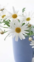 Lade kostenlos Hintergrundbilder Pflanzen,Blumen,Cups,Kamille,Bouquets für Handy oder Tablet herunter.