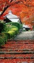 Lade kostenlos Hintergrundbilder Asien,Blätter,Herbst,Landschaft für Handy oder Tablet herunter.