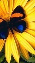 Schmetterlinge,Blumen,Insekten für Sony Ericsson Xperia Arc S