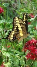 Lade kostenlos Hintergrundbilder Insekten,Schmetterlinge,Blumen für Handy oder Tablet herunter.