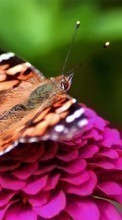 Lade kostenlos Hintergrundbilder Blumen,Insekten,Schmetterlinge für Handy oder Tablet herunter.