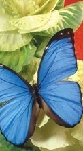 Schmetterlinge,Blumen,Insekten für Fly ERA Nano 9 IQ436i