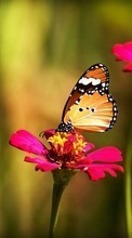 Lade kostenlos Hintergrundbilder Schmetterlinge,Blumen,Insekten für Handy oder Tablet herunter.