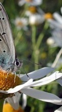 Schmetterlinge,Blumen,Insekten für Meizu MX4 Pro