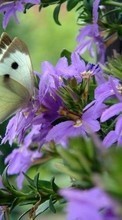Lade kostenlos 1024x600 Hintergrundbilder Schmetterlinge,Blumen,Insekten für Handy oder Tablet herunter.