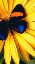 Schmetterlinge,Blumen,Insekten für Lenovo K4 Note