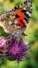 Lade kostenlos 320x480 Hintergrundbilder Schmetterlinge,Blumen,Insekten für Handy oder Tablet herunter.
