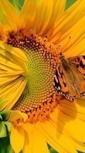 Lade kostenlos Hintergrundbilder Pflanzen,Schmetterlinge,Blumen,Insekten,Sonnenblumen für Handy oder Tablet herunter.