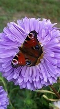 Lade kostenlos Hintergrundbilder Pflanzen,Schmetterlinge,Blumen,Insekten für Handy oder Tablet herunter.
