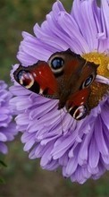 Lade kostenlos Hintergrundbilder Pflanzen,Schmetterlinge,Blumen,Insekten für Handy oder Tablet herunter.