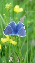 Lade kostenlos 360x640 Hintergrundbilder Pflanzen,Schmetterlinge,Blumen,Insekten für Handy oder Tablet herunter.