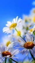 Lade kostenlos Hintergrundbilder Pflanzen,Schmetterlinge,Blumen,Insekten,Kamille für Handy oder Tablet herunter.