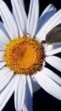 Lade kostenlos Hintergrundbilder Pflanzen,Schmetterlinge,Blumen,Insekten,Kamille für Handy oder Tablet herunter.