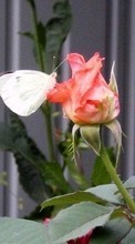 Lade kostenlos Hintergrundbilder Pflanzen,Schmetterlinge,Blumen,Insekten,Roses für Handy oder Tablet herunter.