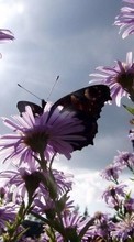 Lade kostenlos Hintergrundbilder Pflanzen,Schmetterlinge,Blumen für Handy oder Tablet herunter.