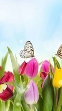 Lade kostenlos Hintergrundbilder Pflanzen,Schmetterlinge,Blumen,Tulpen für Handy oder Tablet herunter.
