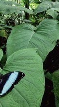 Lade kostenlos Hintergrundbilder Pflanzen,Schmetterlinge,Insekten,Blätter für Handy oder Tablet herunter.