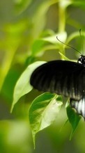 Lade kostenlos 540x960 Hintergrundbilder Schmetterlinge,Insekten für Handy oder Tablet herunter.