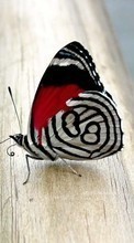 Schmetterlinge,Insekten für Samsung Galaxy Gio