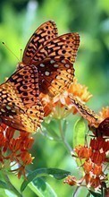 Schmetterlinge,Insekten